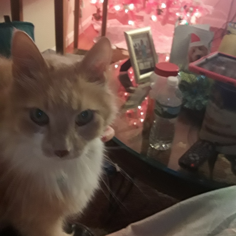 Meet your Posher, Karen